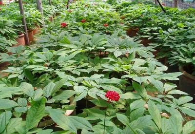 【致富经】谁说农业不赚钱?这3个种植新玩法值得试试,成本少收入还高!