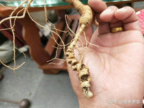 野山参、种植人参与黑参 三者之别与产品解析