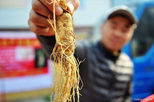 从“参王”到巨亏 一场关于人参种植的产业浮沉录