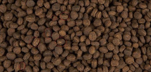 参农讲述人参种植要点 盆栽人参，或许是最适合家庭的人参栽培技术