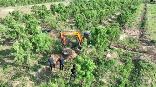 盐碱地奇迹 东营培育出16.2斤“沙漠人参”，改写医学农业新篇章