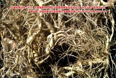 益盛药业万亩农田种植人参遇干旱仍增产，西洋参成亮点