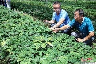 山东荣成西洋参产业发展迎来专家把脉 黑参产品成创新突破口