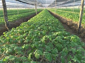 东域参农西洋参种植基地溯源 人参种植的传承与创新