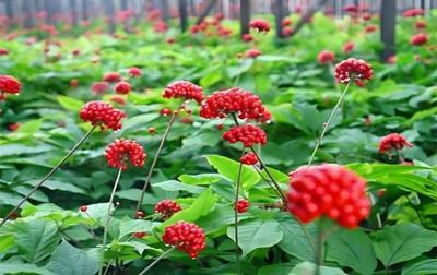 人参与西洋参种植的关键注意事项