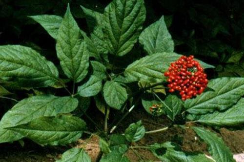 新鲜野生人参和西洋参 自己可以种植吗？