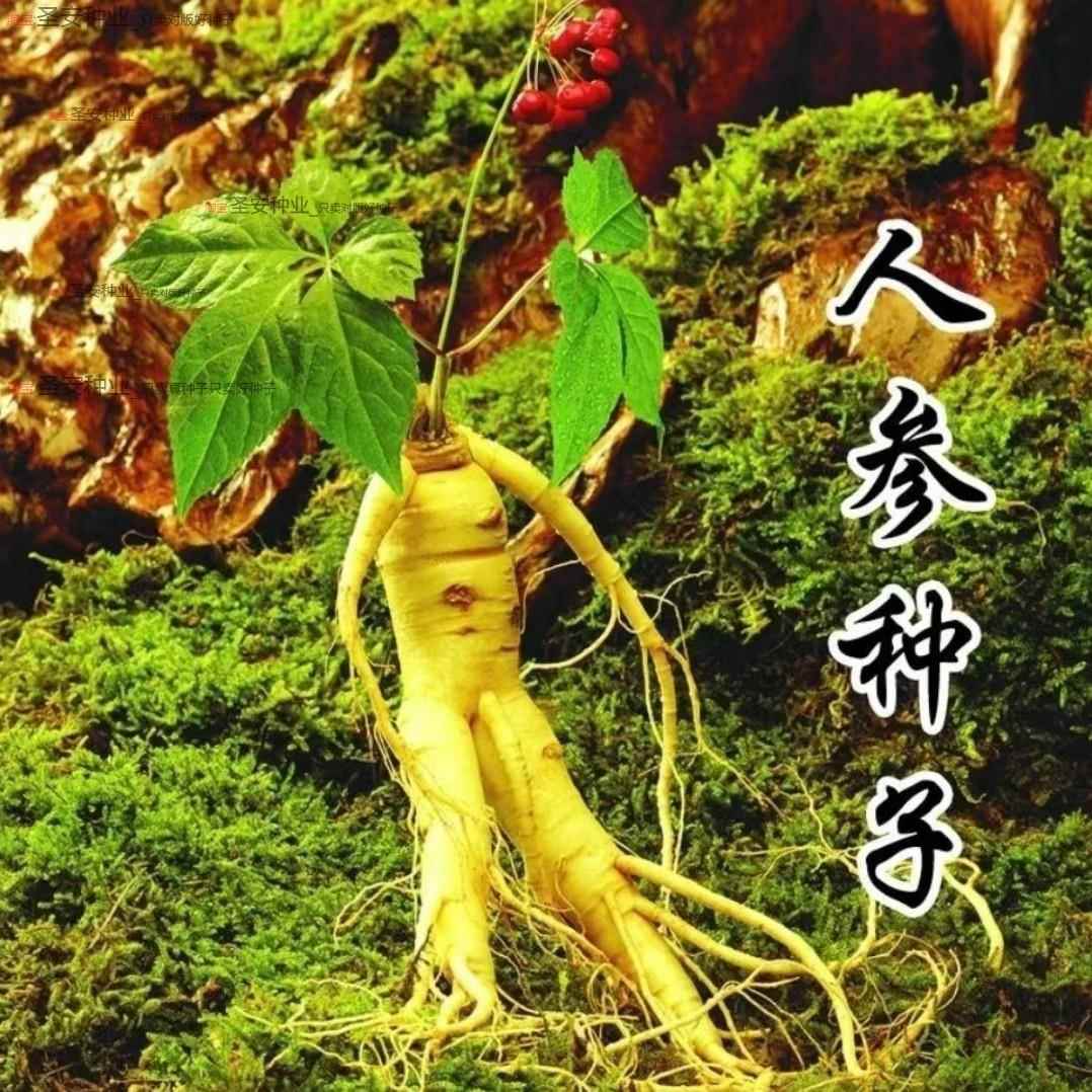 长白山人参种植全攻略 从选种到盆栽，再到黑参产品解析
