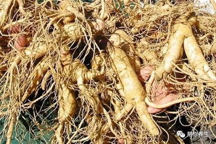 西洋参 长期食用的益处与潜在风险