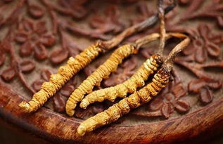 冬虫夏草与西洋参的协同作用 对肝肾及支气管哮喘的疗效与人参种植前景