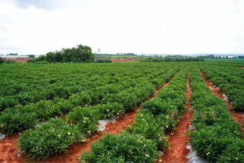 从会场到田间 石林西洋参产业的实地探访与展望