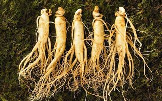 盘点中华九大仙草 还魂草上榜，慈禧太后长寿秘诀的黑参