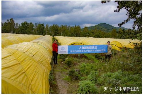 中国人参与韩国正官庄高丽参的差异与西洋参的比较