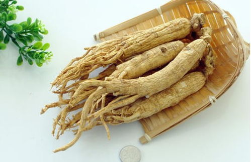 园参、林下山参与西洋参的共同点