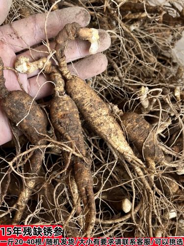 探秘长白山森林人参 从老池底锈参到林下残次品的收藏价值与鉴别之道