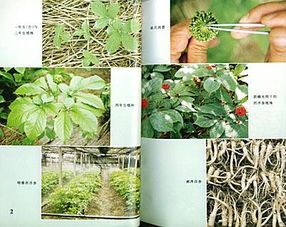 西洋参种植技术指南 从选地到采收的全流程解析