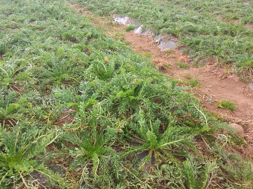 从“南美人参”到猪饲料 玛卡种植的泡沫与启示